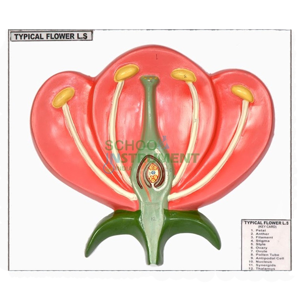 Model, L. S. Flower